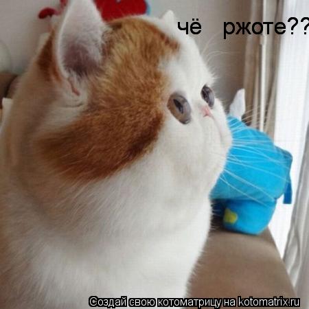Котоматрица: чё   ржоте??? чё   ржоте???