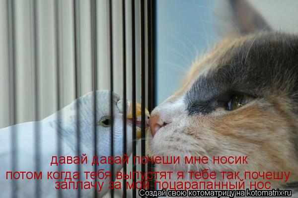 Котоматрица: давай давай почеши мне носик заплачу за мой поцарапанный нос потом когда тебя выпустят я тебе так почешу