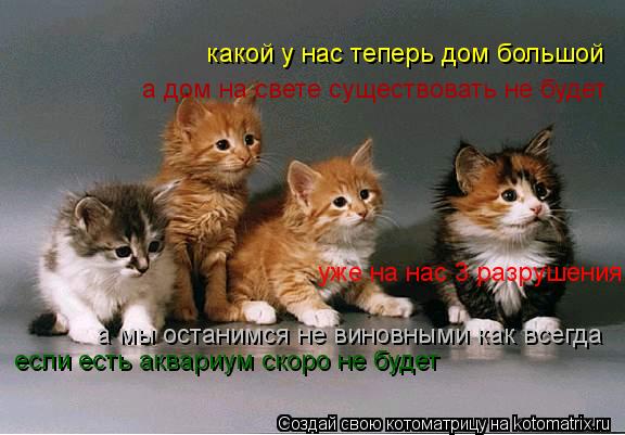 Котоматрица: какой у нас теперь дом большой если есть аквариум скоро не будет   а дом на свете существовать не будет   а мы останимся не виновными как всег