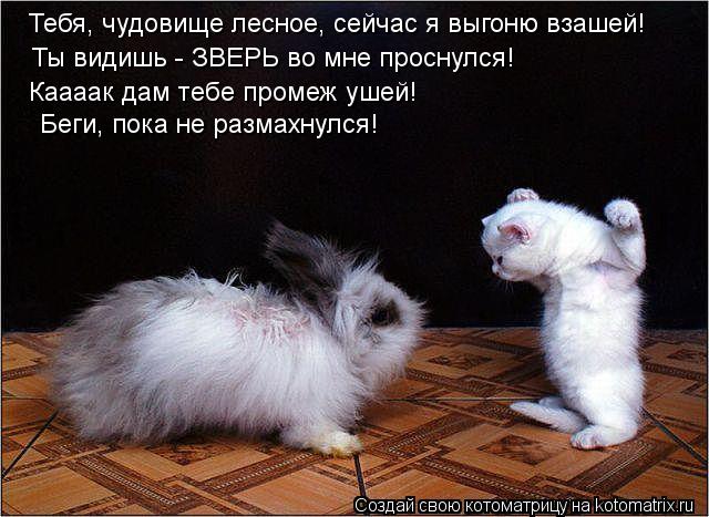 Котоматрица: Тебя, чудовище лесное, сейчас я выгоню взашей! Ты видишь - ЗВЕРЬ во мне проснулся! Каааак дам тебе промеж ушей! Беги, пока не размахнулся!