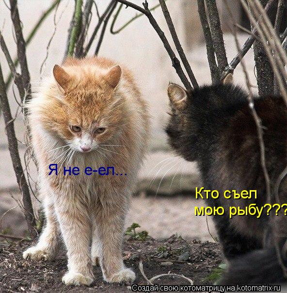 Котоматрица: Я не е-ел... Кто съел  мою рыбу???