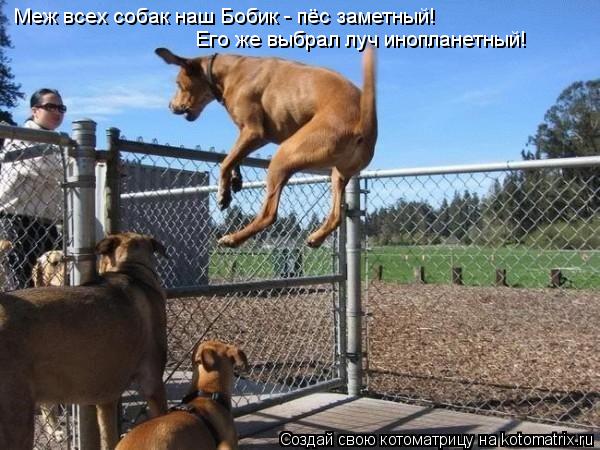 Котоматрица: Меж всех собак наш Бобик - пёс заметный!  Его же выбрал луч инопланетный!