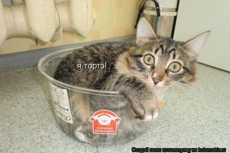 Котоматрица: я тортэ!