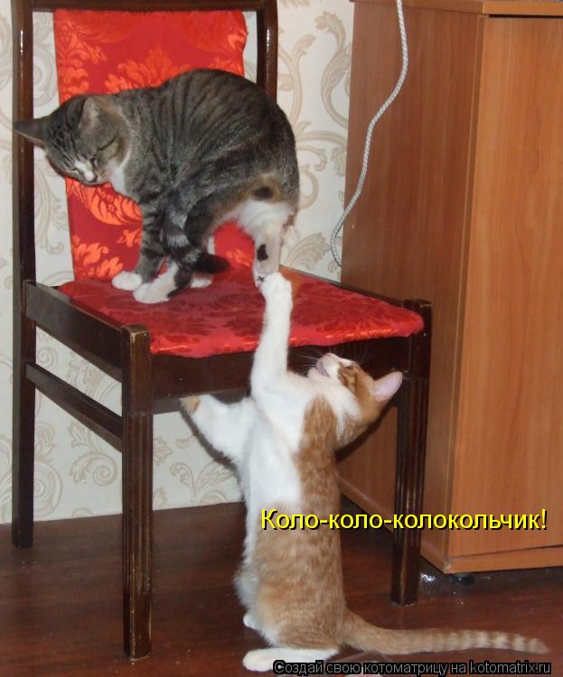 Котоматрица: Коло-коло-колокольчик!