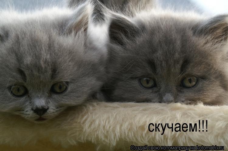 Котоматрица: скулджэ скучаем!!!