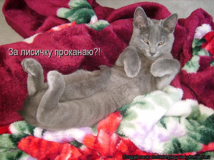 Котоматрица: За лисичку проканаю?!