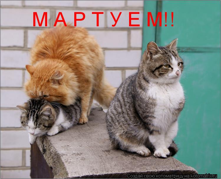 Котоматрица: М А Р Т У Е М!!