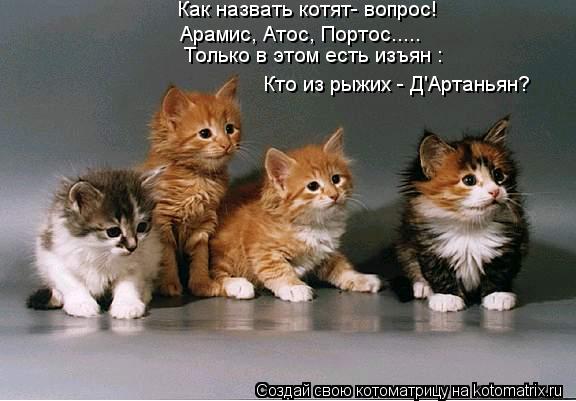 Котоматрица: Как назвать котят- вопрос! Арамис, Атос, Портос..... Только в этом есть изъян : Кто из рыжих - Д'Артаньян?
