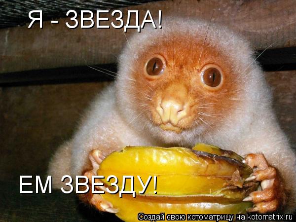 Котоматрица: Я - ЗВЕЗДА! ЕМ ЗВЕЗДУ!