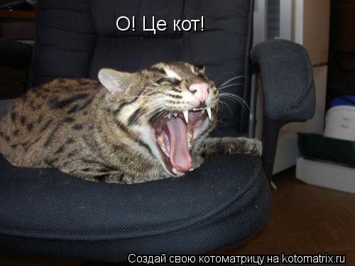Котоматрица: О! Це кот!