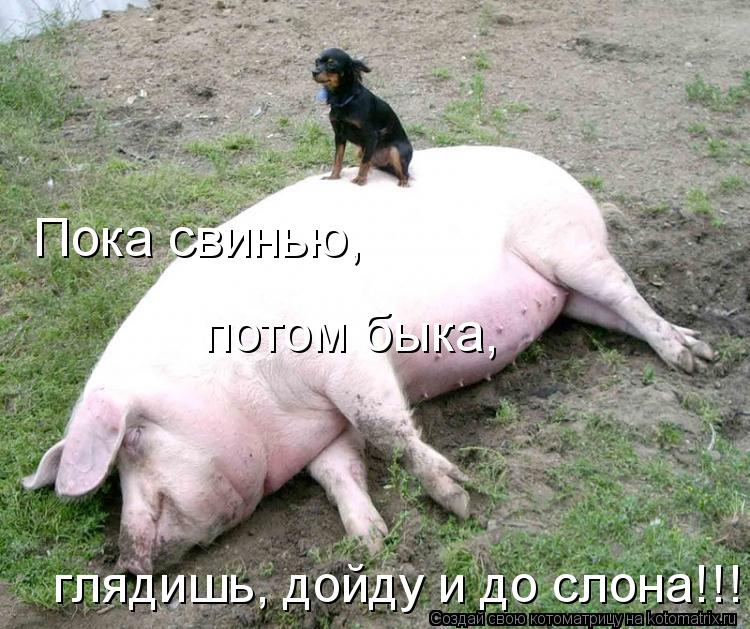 Котоматрица: Пока свинью, глядишь, дойду и до слона!!! потом быка,