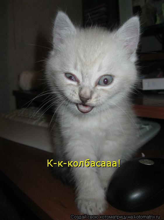 Котоматрица: К-к-колбасааа!