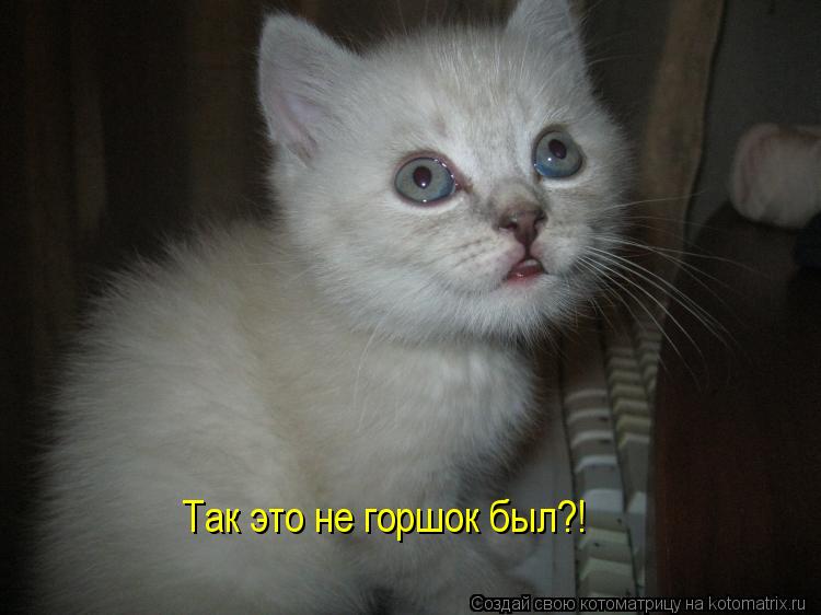 Котоматрица: Так это не горшок был?!