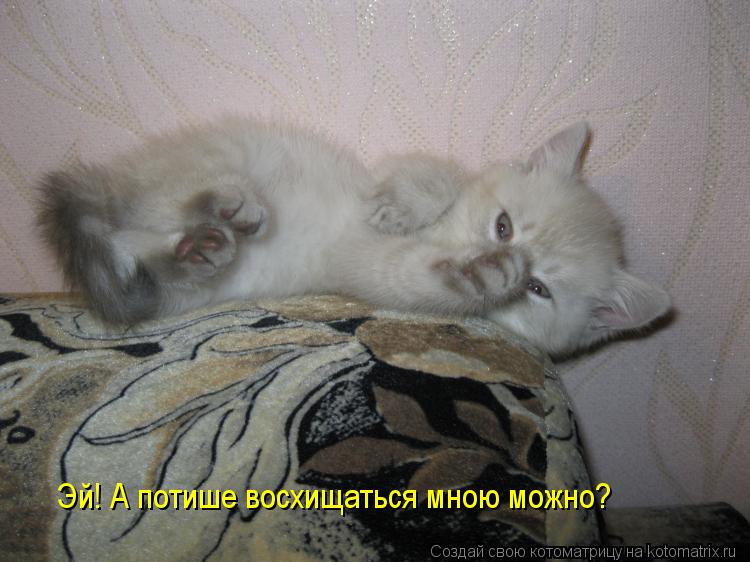 Котоматрица: Эй! А потише восхищаться мною можно?