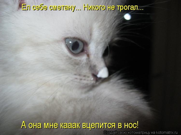 Котоматрица: Ел себе сметану... Никого не трогал... А она мне кааак вцепится в нос!