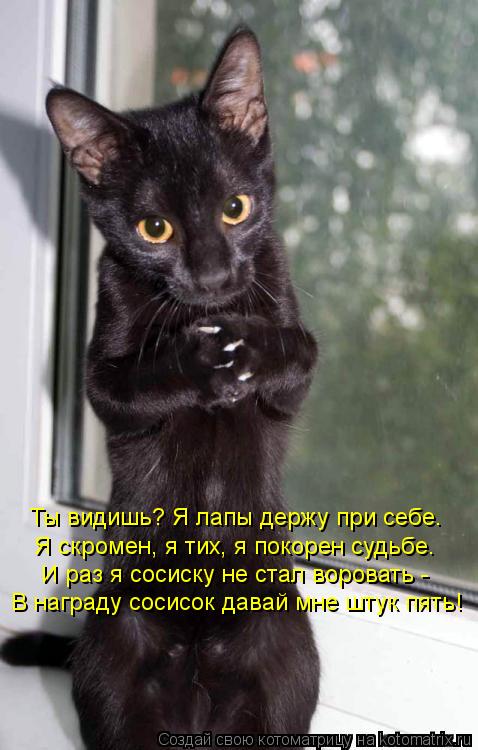 Котоматрица: Ты видишь? Я лапы держу при себе. Я скромен, я тих, я покорен судьбе. И раз я сосиску не стал воровать -  В награду сосисок давай мне штук пять!