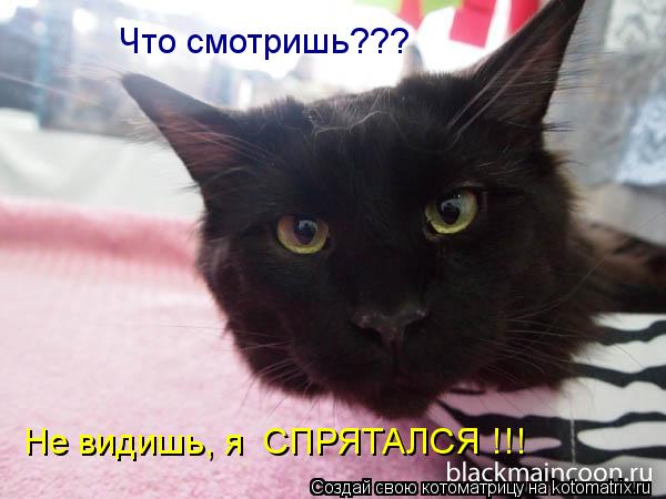 Что смотришь??? Не видишь, я СПРЯТАЛСЯ !!!... Котоматрица: Что смотришь??? Не видишь, я СПРЯТАЛСЯ !!!