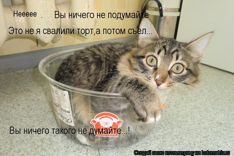 Котоматрица: Неееее Вы ничего не подумайте . Это не я свалили торт,а потом съел... Вы ничего такого не думайте...!