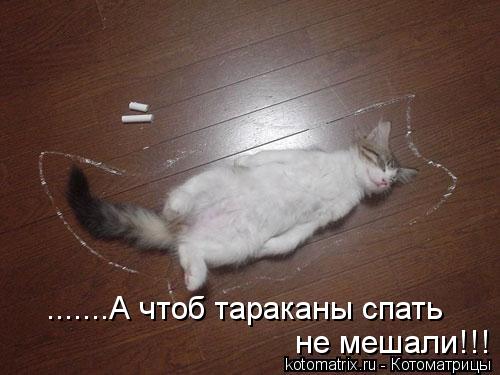 Котоматрица: .......А чтоб тараканы спать  не мешали!!!