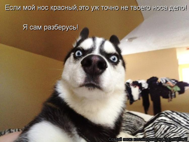 Котоматрица: Если мой нос красный,это уж точно не твоего носа дело! Я сам разберусь!