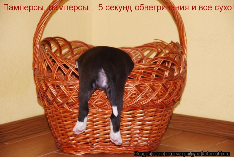 Котоматрица: Памперсы, памперсы... 5 секунд обветривания и всё сухо!