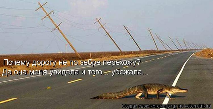 Почему дорогу не по зебре перехожу? Да она меня увидела и того... убежала...... Котоматрица: Почему дорогу не по зебре перехожу? Да она меня увидела и того... убежала...