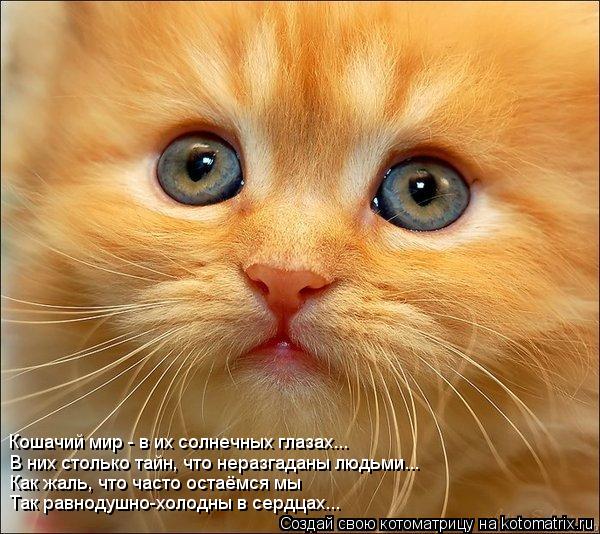 Котоматрица: Кошачий мир - в их солнечных глазах... В них столько тайн, что неразгаданы людьми... Как жаль, что часто остаёмся мы Так равнодушно-холодны в се