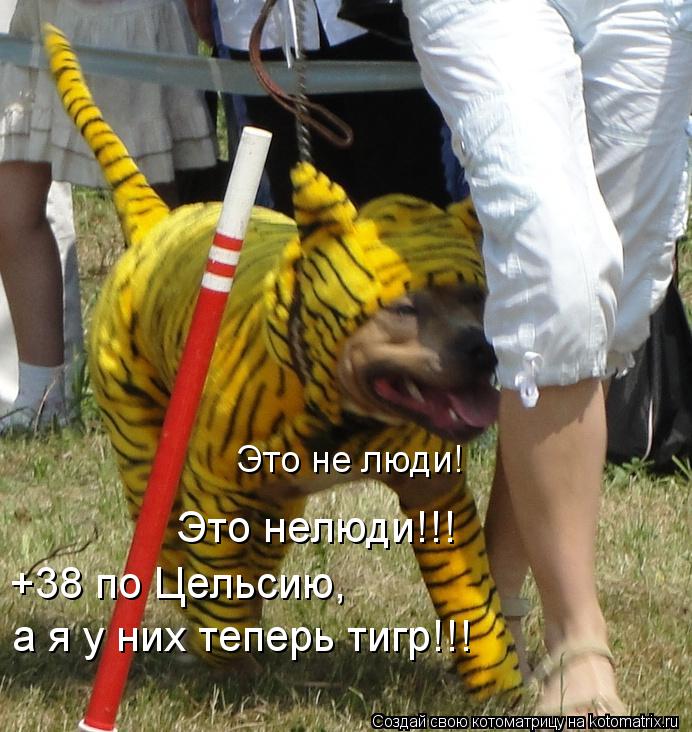 Котоматрица: Это не люди! Это нелюди!!! +38 по Цельсию,   а я у них теперь тигр!!!