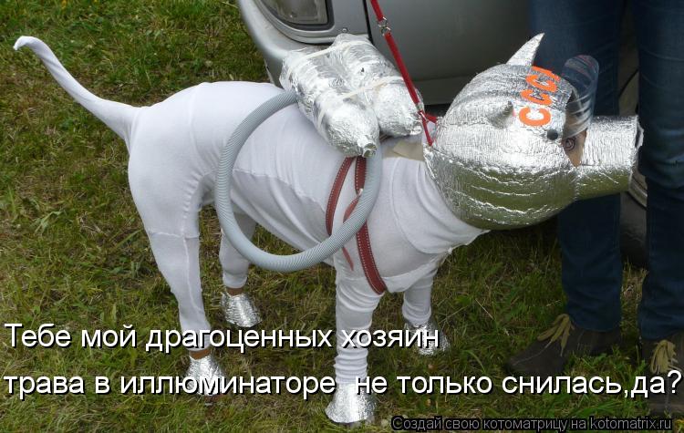 Котоматрица: Тебе мой драгоценных хозяин трава в иллюминаторе  не только снилась,да?