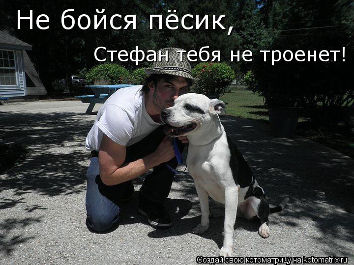 Котоматрица: Не бойся пёсик Стефан тебя не троенет! ,