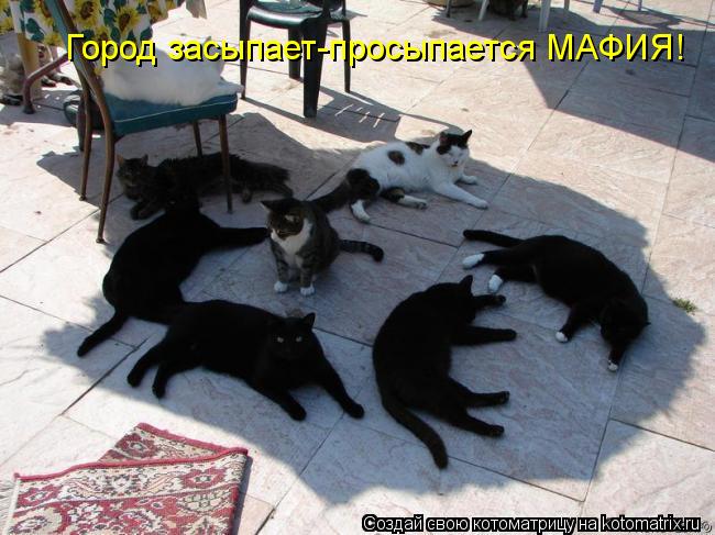 Котоматрица: Город засыпает-просыпается МАФИЯ!