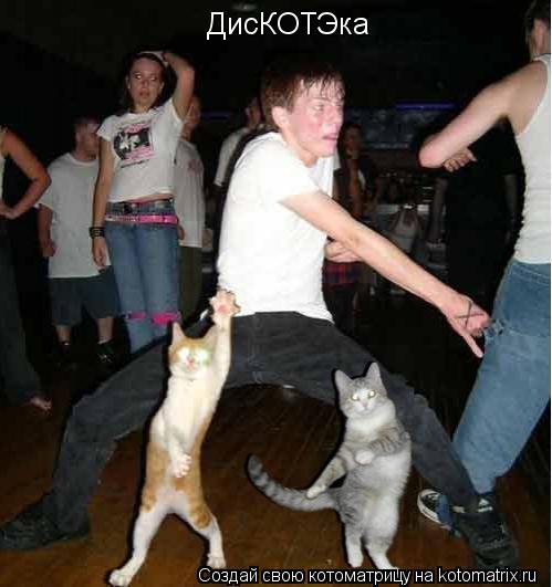 Котоматрица: ДисКОТЭка