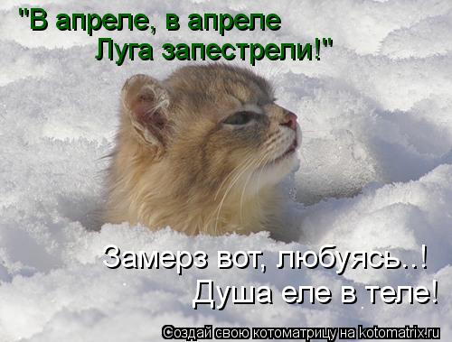 Котоматрица: "В апреле, в апреле Луга запестрели!" Замерз вот, любуясь..! Душа еле в теле!