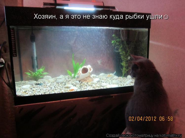 Котоматрица: Хозяин, а я это не знаю куда рыбки ушли&#9786;