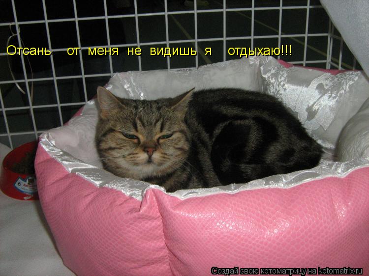 Котоматрица: Отсань    от  меня  не  видишь  я    отдыхаю!!!