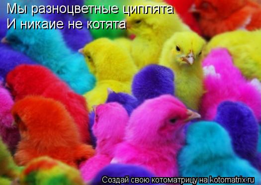 Котоматрица: Мы разноцветные циплята И никаие не котята