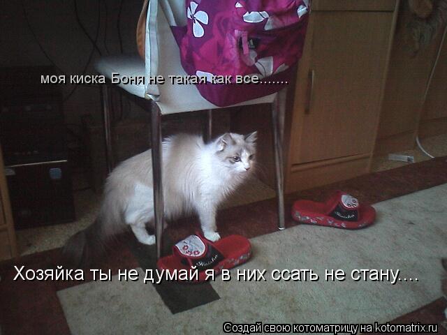 Котоматрица: Хозяйка ты не думай я в них ссать не стану.... моя киска Боня не такая как все.......