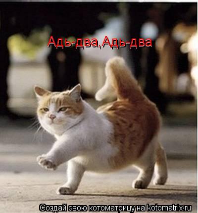 Котоматрица: Адь-два,Адь-два Адь-два,Адь-два