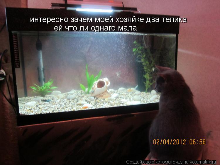 Котоматрица: интересно зачем моей хозяйке два телика  ей что ли однаго мала
