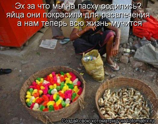 Котоматрица: Эх за что мы на пасху родились? яйца они покрасили для расвлечения а нам теперь всю жизнь мучится