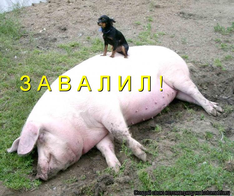 Котоматрица: З А В А Л И Л !