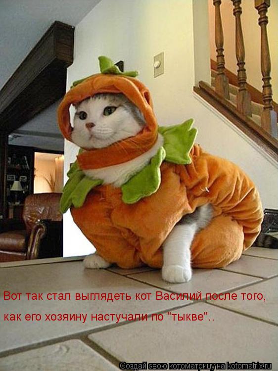 Котоматрица: Вот так стал выглядеть кот Василий после того, как его хозяину настучали по "тыкве"..
