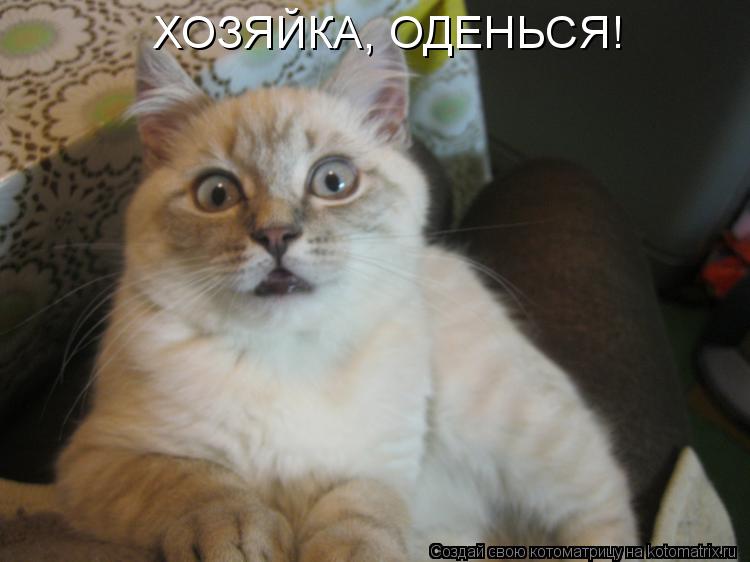 ХОЗЯЙКА, ОДЕНЬСЯ!... Котоматрица: ХОЗЯЙКА, ОДЕНЬСЯ!