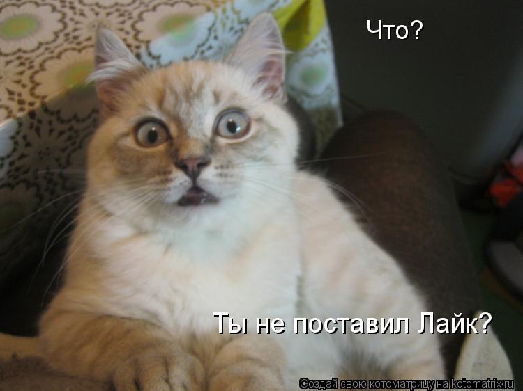 Котоматрица: Что?  Ты не поставил Лайк?