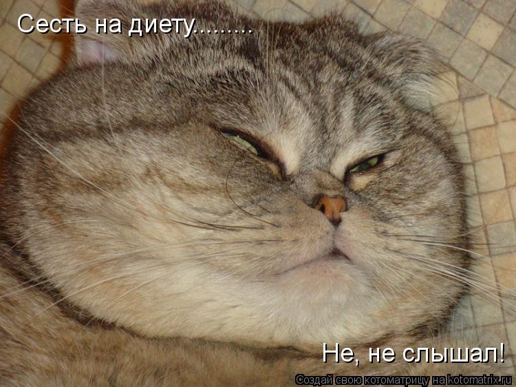 Котоматрица: Сесть на диету......... Не, не слышал!