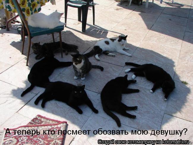 Котоматрица: А теперь кто посмеет обозвать мою девушку?