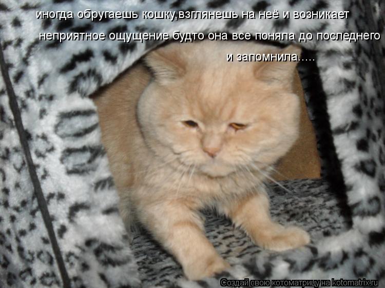 Котоматрица: иногда обругаешь кошку,взглянешь на неё и возникает  неприятное ощущение будто она все поняла до последнего и запомнила.....