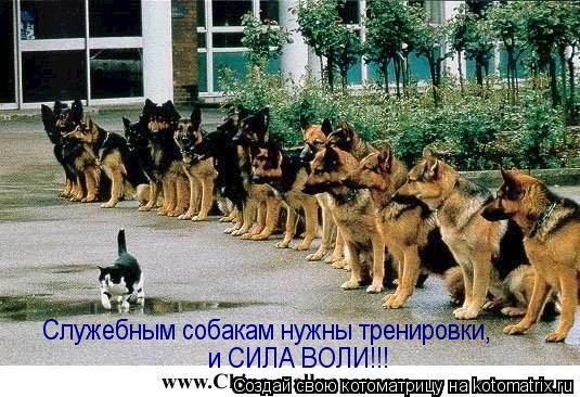 Котоматрица: Служебным собакам нужны тренировки, и СИЛА ВОЛИ!!!