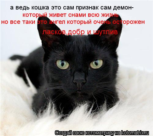 Котоматрица: а ведь кошка это сам признак сам демон- который живет снами всю жизнь но все таки это ангел который очень осторожен  ласков,добр и шутлив