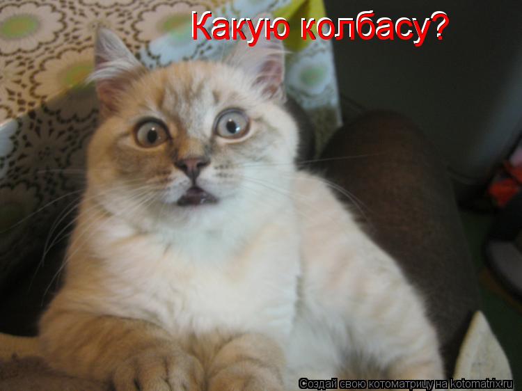 Котоматрица: Какую колбасу? Какую колбасу? Какую колбасу?